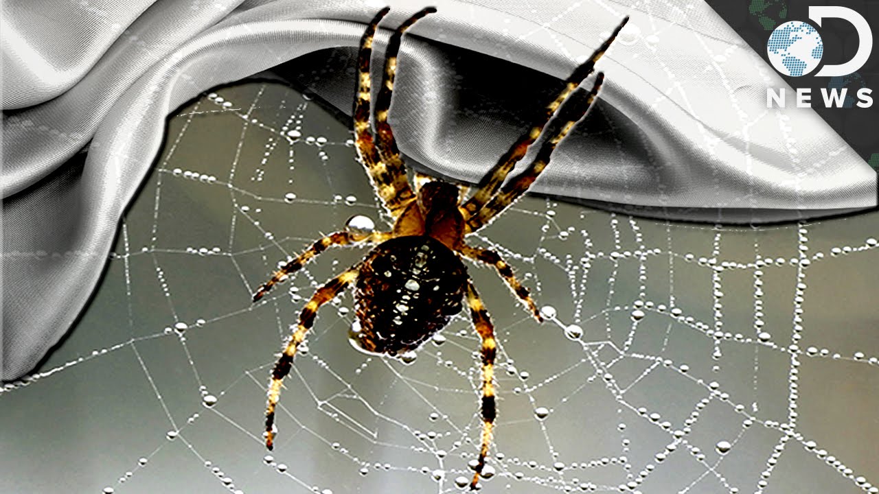 Is Spider Silk The Next Bulletproof Material?